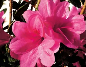 Azalea Autumn Empress Encore 3