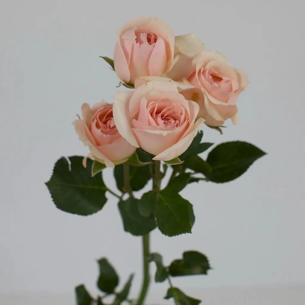 La Vie en Blush Spray Roses