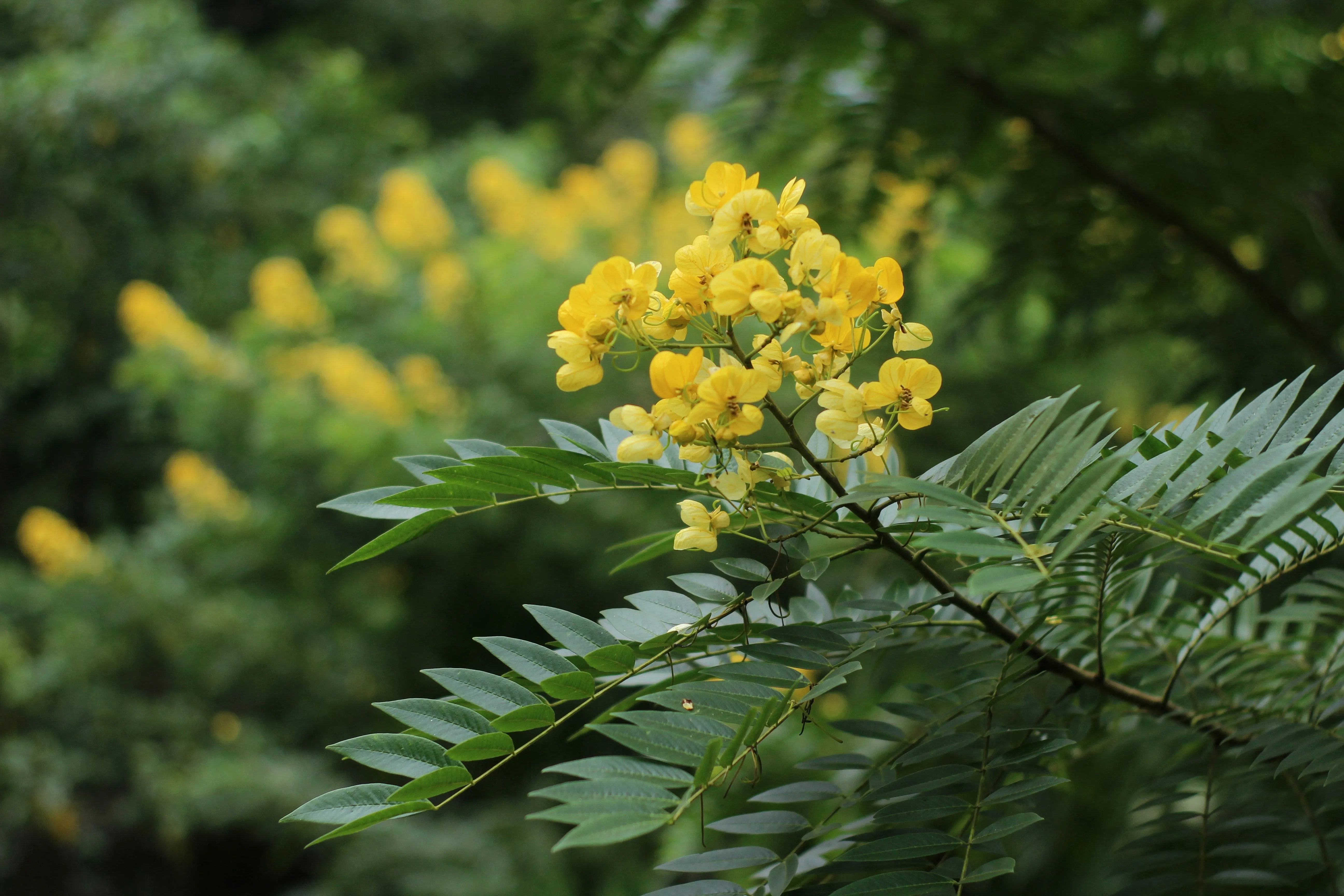 Organic Colorless Henna Leaf Powder For Hair