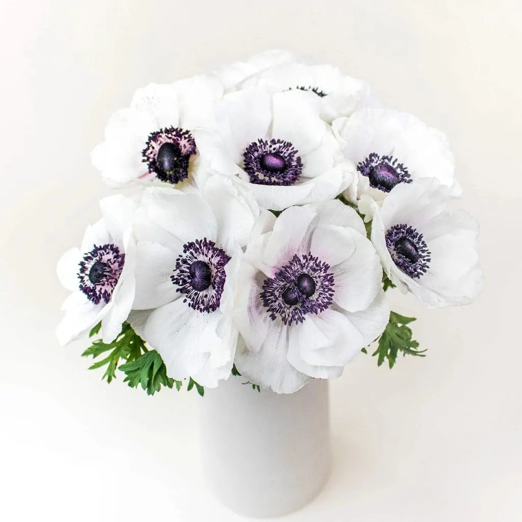 White with a Hint of Blush Fresh Cut Anemone Flower