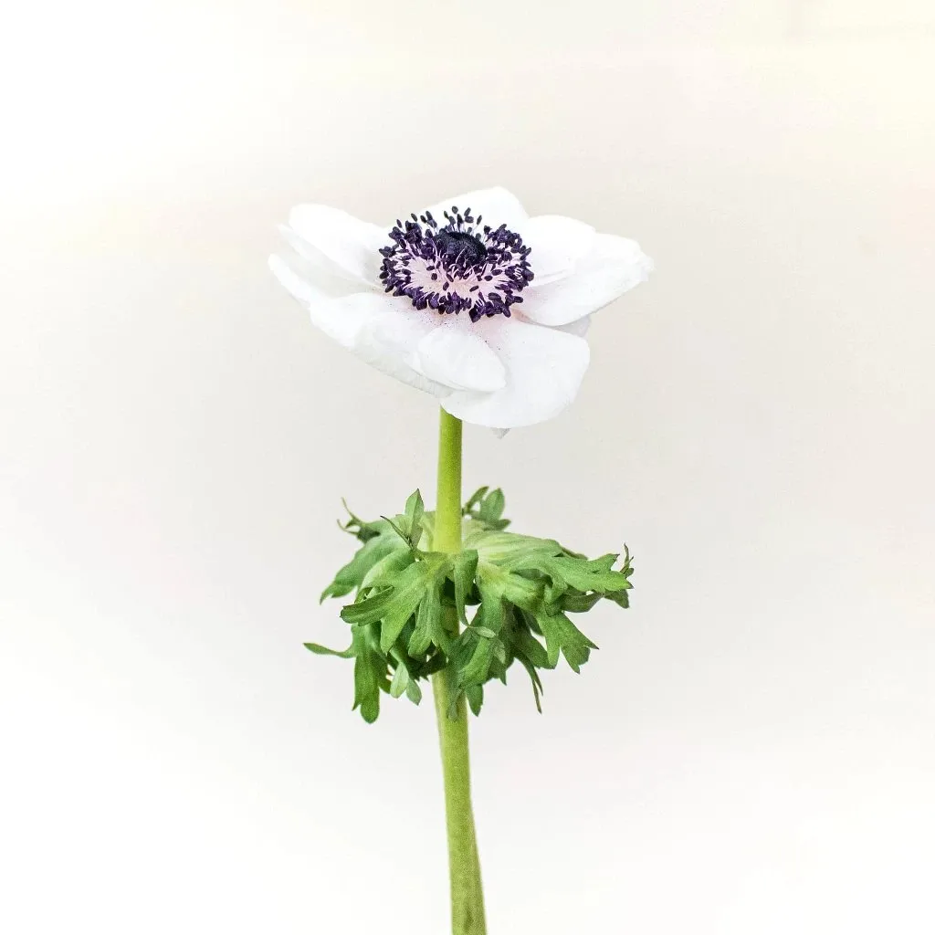 White with a Hint of Blush Fresh Cut Anemone Flower
